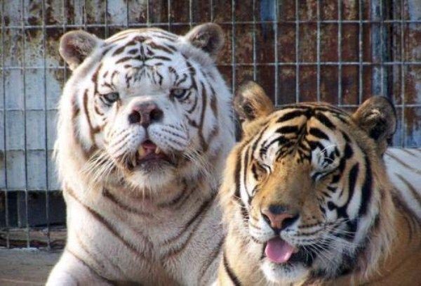 10-defects-and-conditions-that-exist-on-most-inbred-white-tigers-heard-about-down-syndrome-on-tigers-there-are-more
