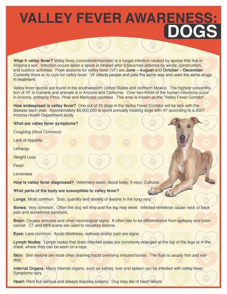Ever Heard Of This Fungal Disease That Affects Our Dogs Here Are 10 Valley Fever In Dogs Facts Lazana
