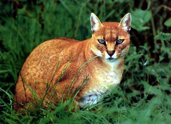 African Golden Cat