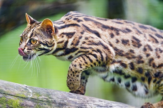 Asian Leopard Cat