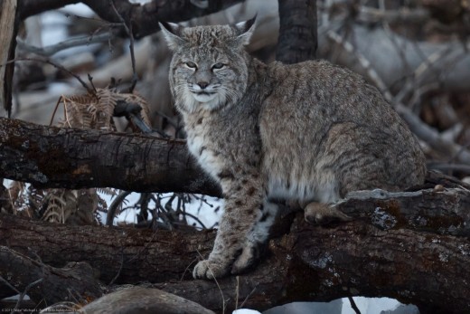 Bobcat