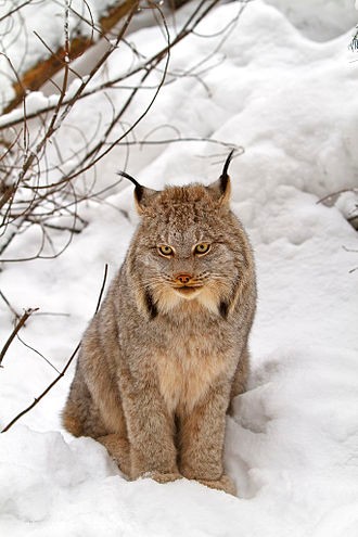 Canadian Lynx