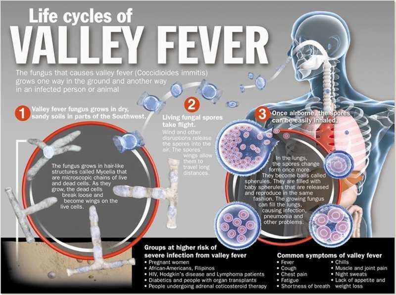 Ever Heard of This Fungal Disease That Affects Our Dogs