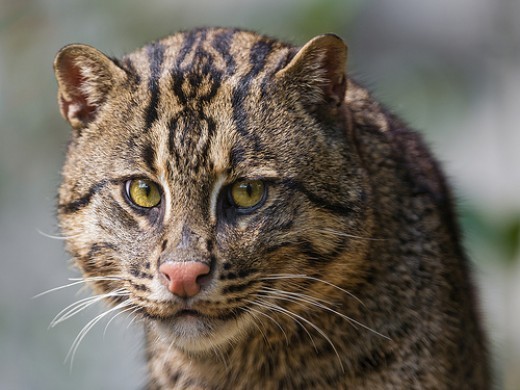 Fishing Cat