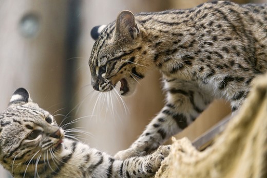 Geoffroy’s Cat