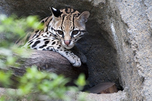 Ocelot