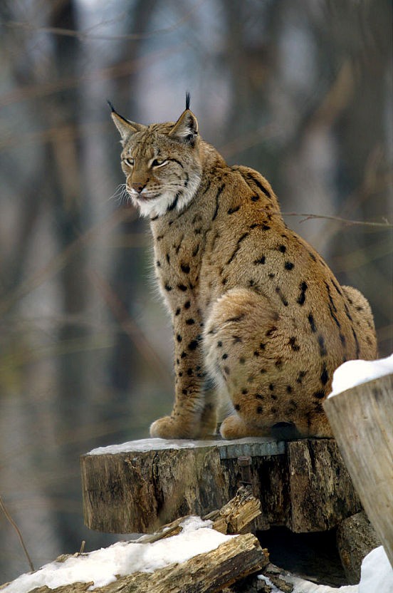 Siberian Lynx