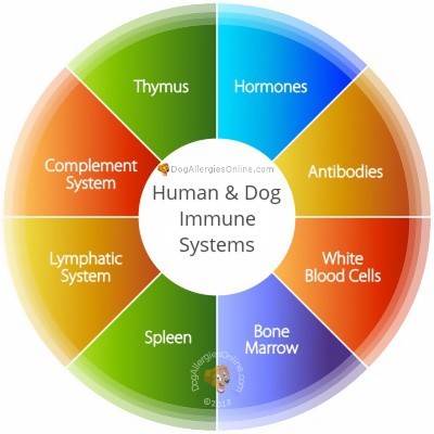 This infection can target dogs and even humans with weakened immune system