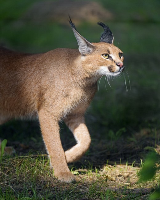 Caracal Cat