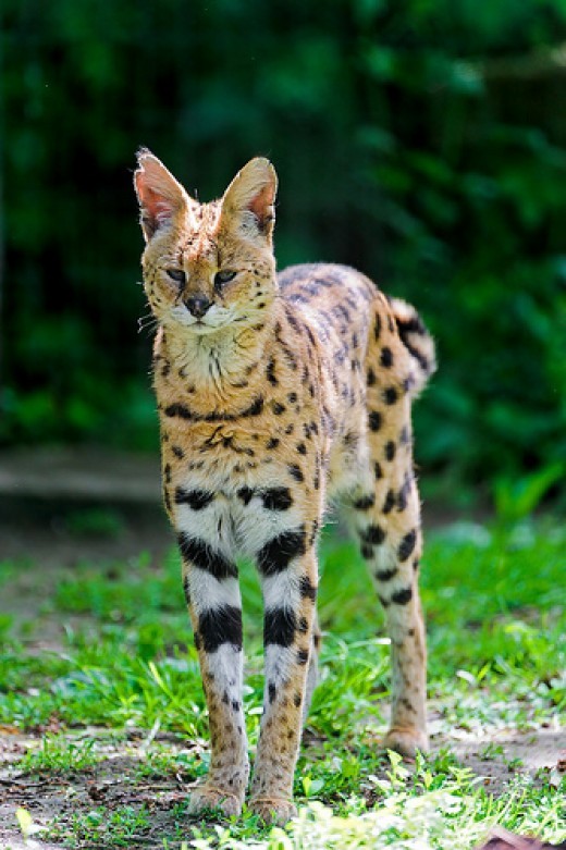 Get to Know the Serval Cat The Most Popular Exotic Pet Cat and 10 Other Small Wild Cats in the World